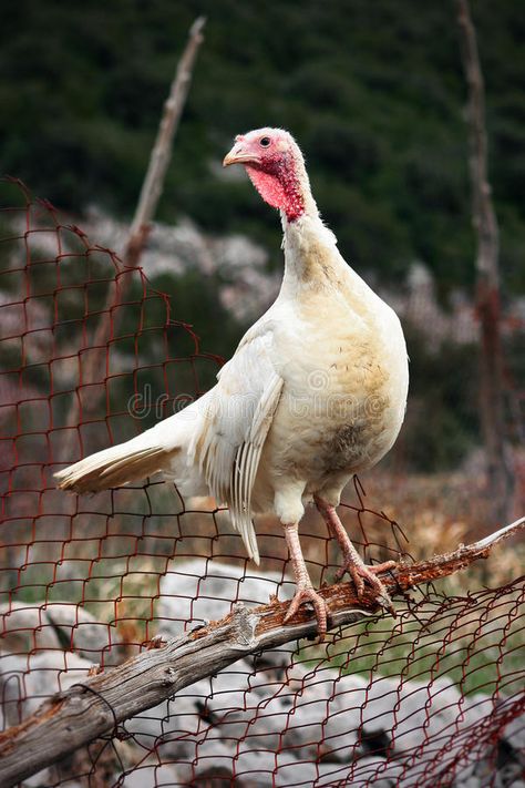 Wild female turkey. Standing on fence #Sponsored , #paid, #Paid, #female, #Standing, #turkey, #Wild France Autumn, Female Turkey, Turkey Stock, Inspiration Fashion, Illustration Inspiration, Animals Images, Fashion Sketches, Design Illustration, Fence