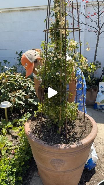 Laura 🐝 Gardening on Instagram: "Planting my white lady banks climbing roses☺️☀️" Lady Banks Climbing Roses, Lady Banks Rose, White Lady, Climbing Roses, April 7, Planting, Banks, Flower Garden, Climbing