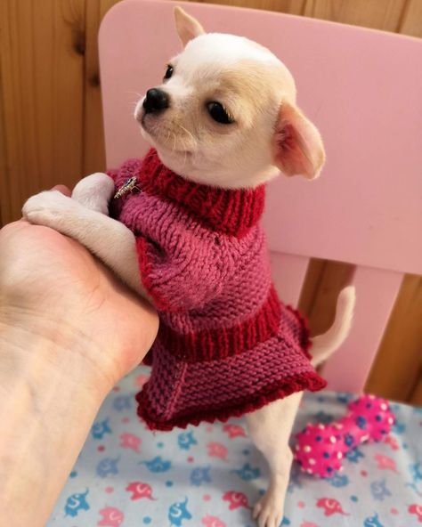 Chiwawa Puppies, Teacup Chihuahua Puppies, Baby Chihuahua, Crochet Dog Sweater, Super Cute Puppies, Cute Little Puppies, Cute Chihuahua, Cute Dog Pictures, Cute Baby Dogs