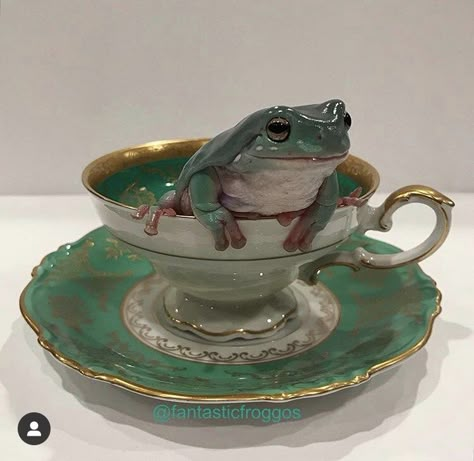 Frog Gentleman, Frog Tea Party, Adorable Frogs, Dumpy Tree Frog, Tea Cup Drawing, Tree Frog Tattoos, Frog Stuff, Pink Academia, Witches Familiar