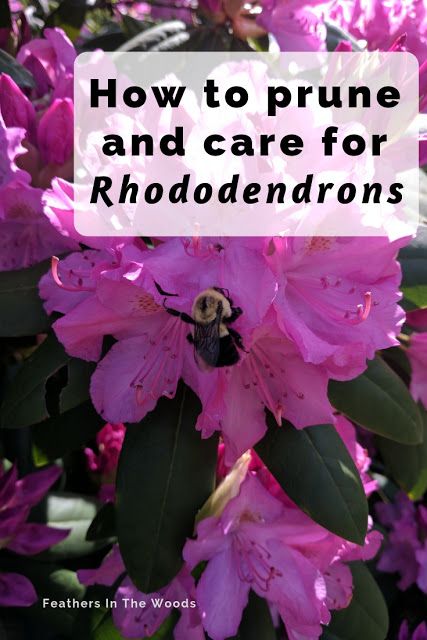 How to prune and care for rhododendrons. Pruning and fertilizing these flowering shrubs for proper growth and lots of blooms. Caring for azaleas. #gardening #flowergarden #plants When To Prune Rhododendron, Pruning Rhododendrons, Rhododendron Care, Azaleas Landscaping, Azaleas Care, Rhododendron Plant, Propagate Plants, Hydrangea Landscaping, Flowering Bushes