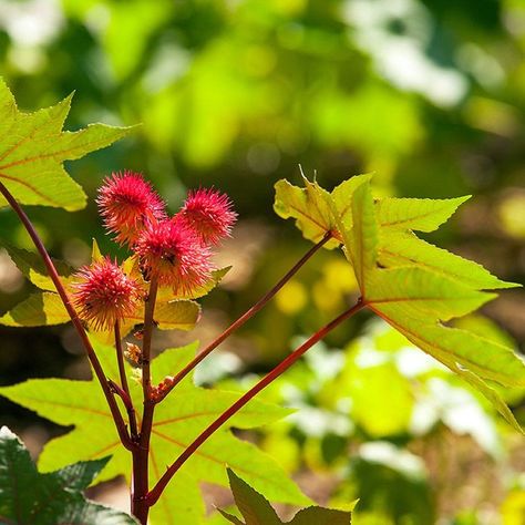 Castor Oil Plant, Castor Bean Plant, Foxglove Plant, Castor Bean, Bean Plant, Poisonous Plants, Plant Problems, Parts Of A Flower, Black Leaves