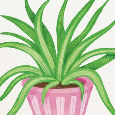 House Plant Drawing - Spider Plant The Spider Plant is widely known as one of the most adaptable houseplants that can be grown in various conditions. Perhaps that's why I haven't raised one yet, but I recall seeing it frequently. Over 30 years ago, NASA included it in their air purification study due to its excellent air purifying ability. Despite its ordinary appearance, the Spider Plant is a hero-like plant as it keeps the air purifying and leaves a low carbon footprint, so I prefer to c... House Plant Drawing, Drawing Spider, Spider Plant, Air Purifying, Plant Drawing, Spider Plants, Low Carbon, The Spider, House Plant