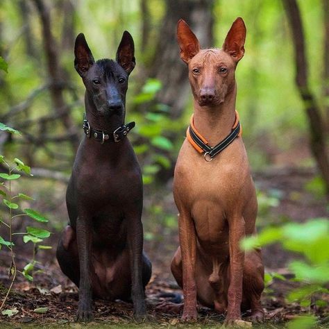 Mexican Xolo Dog, Mexican Dog Breeds, Peruvian Inca Orchid Dog, Peruvian Inca Orchid, Xolo Puppy, Xoloitzcuintle Tattoo, Xoloitzcuintli Dog, Peruvian Dog, Xolo Dog