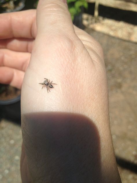 Fuzzy Spider Tattoo, Jumping Spider Tattoo Design, Cute Jumping Spider Tattoo, Dainty Spider Tattoo, Tiny Spider Tattoo, Little Bug Tattoo, Realistic Spider Tattoo, Cute Spider Tattoo, Jumping Spider Tattoo