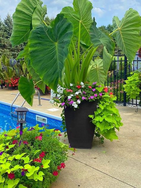 Tropical Plants Outdoor Full Sun Around Pool, Tropical Plant Pot Ideas, Poolside Potted Plants Full Sun, Poolside Flower Pots, Potted Plants Around Pool Full Sun, Tropical Potted Plants Around Pool, Tropical Flower Pots, Palm Plants, Poolside Planter Ideas