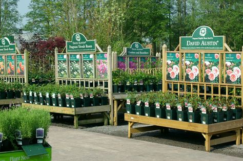 Garden Centre Displays, Plant Nursery Ideas, Rose Display, Garden Center Displays, Gardening For Dummies, Raised Garden Bed Plans, Flower Shop Design, Garden Stand, Shrub Roses