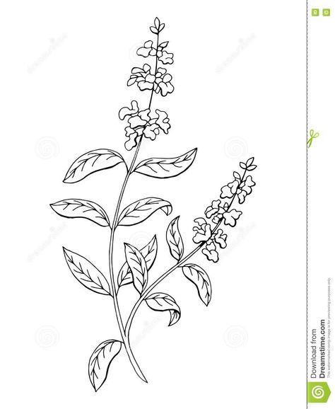 Salvia Flower, Salvia Plants, Back Tats, Plant Activities, Black And White Illustrations, Black And White Flower, Plant Tattoo, Flower Sketches, Spine Tattoos