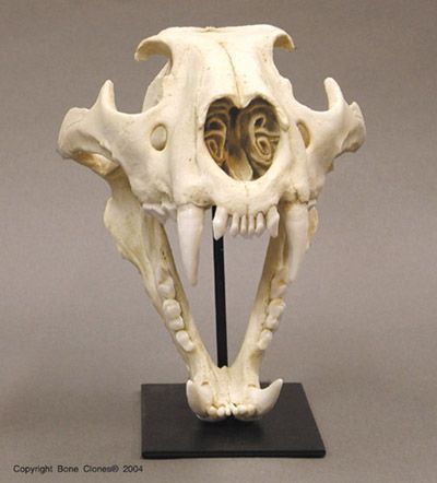 African lion skull Eva Armor, Lion Anatomy, Lion Skull, American Lion, Leopard Skull, Skull Reference, Dry Bones, Nature Science, African Lion