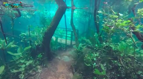 Heavy Rain Turns A Brazilian Rainforest Into Eerily Stunning Underwater Park - ellemag Brazilian Rainforest, Underwater Park, Under The Water, Forest Path, Amazon Rainforest, Heavy Rain, Hiking Trail, Crystal Clear Water, Alam Yang Indah