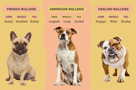 Types Of Bulldogs, Toy Bulldog, Bulldog Breeds, Purebred Dogs, Dog Rules, American Bulldog, Animal Pics, Chow Chow, Pet Parent