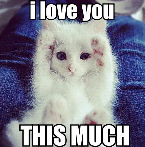 This is how much your kitty loves you! Funny Bed, Sweet Memes, Love You This Much, Cele Mai Drăguțe Animale, Avengers Memes, Haiwan Peliharaan, Cats Funny, Cat Quotes, Funny Cat Memes