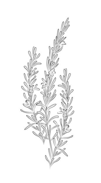 Rosemary Drawing, Rosemary Illustration, Hand Drawn Vector Illustrations, Drawing Inspo, Hand Drawn Vector, Vector Drawing, Rosemary, Tatting, Tattoo Ideas