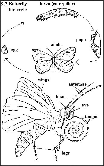 life cycle & anatomy of butterfly Butterfly Body Parts, Butterfly Facts For Kids, Insects Activities, Butterfly Anatomy, Butterfly People, Insect Anatomy, Cycle Drawing, Butterfly Facts, Butterfly Metamorphosis