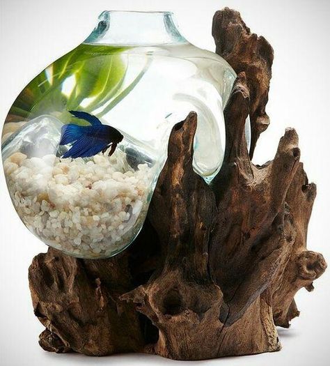 Betta Fish Bowl, Water Terrarium, Tanaman Air, Cool Fish Tanks, Betta Aquarium, Fish Decor, Betta Fish Tank, Beta Fish, Cool Fish