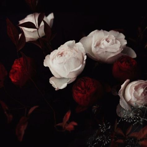 Red And Pink Roses, Rosé Aesthetic, Romantic Goth, Gothic Aesthetic, Paper Floral, Flower Photography, Goth Aesthetic, Modern Flower, Red Aesthetic