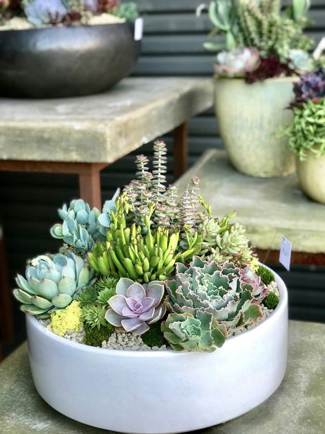 Planter With Succulents, Round Succulent Arrangement, Modern Succulent Arrangements, Indoor Succulent Arrangements, Succulent Bowl Indoor, Outdoor Succulent Garden Pots, Succulent Arrangements Indoor, Succulents Bowl, Small Succulent Arrangements