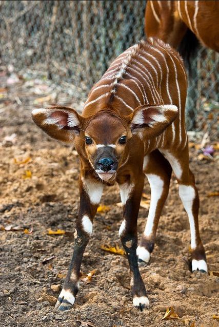 Bongo Antelope, Stripe Hair, Skunk Stripe, Interesting Animals, Unusual Animals, Rare Animals, Pretty Animals, Majestic Animals, African Animals