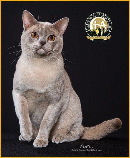 Burmese Cat Lilac, European Burmese, Burmese Cats, Cat Inspiration, Hypoallergenic Cats, Burmese Cat, Cat Top, Best Cat, Cpr