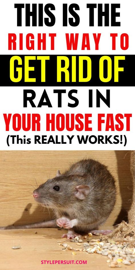 Are unwanted rodents making themselves at home in your living space? Rats and mice can pose significant problems if left unchecked, from damaging property to posing health risks. However, with the right strategies and a bit of persistence, you can effectively get rid of rats in your home and deter mice from taking up residence. Click to check out the proven tips and hacks to get rid of rats and mices naturally Natural Rat Repellent, Deter Mice, Diy Mice Repellent, Get Rid Of Rats, Killing Rats, How To Deter Mice, Rat Infestation, Rat Repellent, Rats And Mice