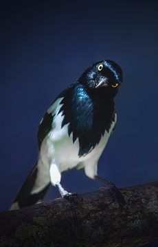 21 Magpie Facts That Will Amaze You | FactRetriever Magpie Facts, Magpie Bird, Reptile Food, Animal Education, Crustaceans, Arachnids, Magpie, Statistics, Pigeon