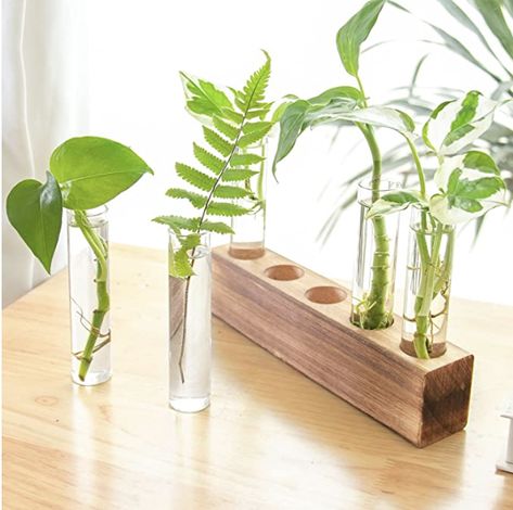 Plant Vases, Office Flowers, Test Tube Vase, Hydroponics Diy, Hydroponic Farming, Propagation Station, Trendy Plants, Plant Terrarium, Hydroponic Growing