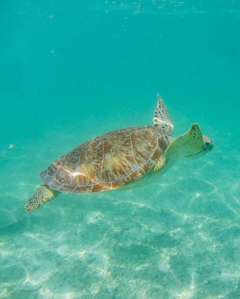 15 Things to Know BEFORE Visiting Akumal Beach, Mexico Swimming With Turtles, Akumal Beach, Akumal Mexico, Wellness Resort, Mexico Beach, Yucatan Peninsula, Amy Rose, Mexico Travel, Beach Scenes