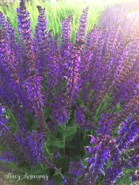 Landscaping Easy To Maintain, Tall Perrenial Flowers, Tall Purple Flowers Perennials, Purple Flower Bush, Purple Perennial Flowers, Purple Perrenial Flowers, Tall Flowers For Garden, Tall Perennial Flowers, Tall Purple Flowers