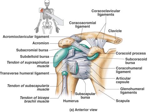 Anterior aspect of the shoulder including ligaments and bursa Subscapularis Muscle, Joints Anatomy, Shoulder Anatomy, Anatomy Bones, Ligaments And Tendons, Basic Anatomy And Physiology, Human Body Anatomy, Muscle Anatomy, Human Anatomy And Physiology