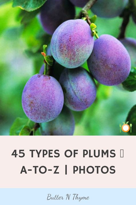 Plums, a globally found stone fruit, vary in shapes, colors and flavors, has a sweet taste. The types of plums are influenced by regional factors. #PlumVarieties #SweetPlums #TartPlums #PlumSeason Types Of Plums, Plum Varieties, Golden Plum, Damson Plum, Japanese Plum, Black Fruit, Types Of Fruit, Plum Tree, Z Photo