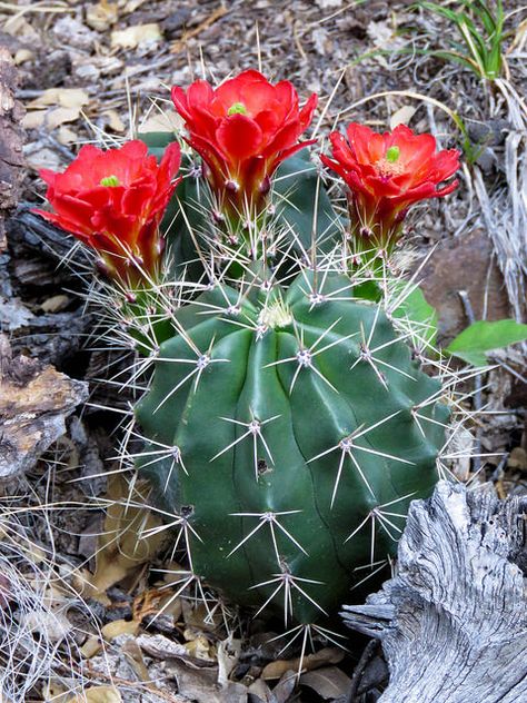 Claret Cup Cactus (echinocereus coccineus) | by skuarua Colorado Symbols, Claret Cup Cactus, Plants Tattoo, Desert Flowers, Aloe Plant, Desert Garden, Watercolor Cactus, Lavender Plant, Desert Cactus