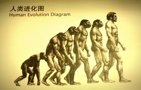 History of Evolution Charles Lyell, Georges Cuvier, Giraffe Neck, Origin Of Species, Evolutionary Biology, Theory Of Evolution, Human Evolution, Archaeological Discoveries, Charles Darwin