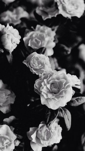 "Deeply ordered chaos" Black Flowers Wallpaper, Black And White Wallpaper Iphone, Black Roses Wallpaper, White Wallpaper For Iphone, Black And White Roses, White Background Wallpaper, Black And White Photo Wall, Black And White Picture Wall, Fotografi Vintage