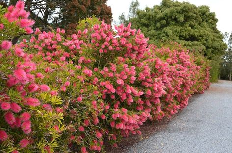 Flowering Hedge, Hedges Landscaping, Beach House Landscaping, Flower Hedge, Hedge Trees, Beach House Garden, Colorful Shrubs, Hedge Plants, Garden Hedges