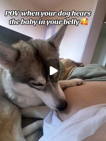 I’m not sure he can hear the baby, but he absolutly know that there is something inside 🥰 #husky #pregnant #huskywithbaby #pregnantl... | Instagram Cute Husky Puppies, Baby Huskies, Unique Dog Breeds, Dogs And Babies, Husky Puppies, Animals Friendship, Super Cute Animals, Husky Puppy