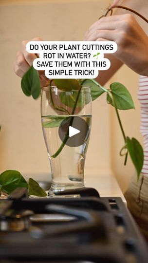 10K views · 610 reactions | Ever tried propagating plant cuttings in water only to find them rotting before they root? Here’s how you can save them and turn those cuttings into flourishing new plants:

‼️ But first SAVE this post for your next propagation project ☘️

	1.	Clean Cuttings 🌱: 
Make sure your cuttings are healthy and free of any rot or damage. Use sharp, sterilized scissors to avoid introducing bacteria.

	2.	Change Water Regularly 💧: Stagnant water can lead to rot. Change the water every 2-3 days to keep it fresh and oxygenated. Fresh water = happy cuttings!
	3.	Use a Fungicide 💊: 
Add a few drops of hydrogen peroxide or a tiny bit of cinnamon to the water. These act as natural antifungal agents and can prevent rot. Goodbye, fungus!

	4.	Proper Lighting 🔅:
Ensure your cutt Plants Hacks, Stagnant Water, Natural Antifungal, Water Can, 10k Views, Hydrogen Peroxide, Plant Cuttings, Propagating Plants, Water Plants