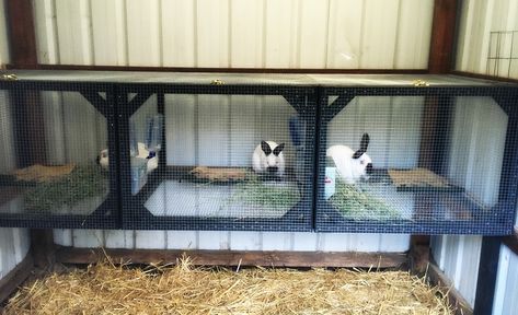 Meat Rabbits 101 | My Casual Homestead Rabbit Nesting Box, Meat Rabbits Breeds, Rabbit Hutch Plans, Rabbit Shed, April First, Rabbit Nest, Diy Rabbit Cage, Small Horse Barns, Diy Rabbit Hutch