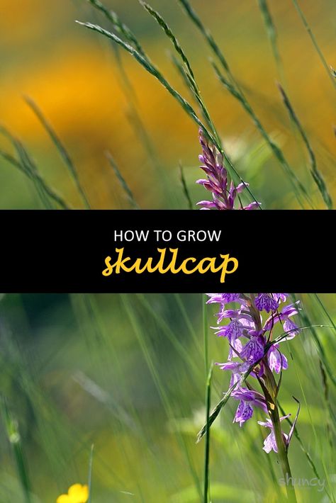 If you are looking for a medicinal herb that is easy to grow, then look no further. Skullcap grows in the wild in many parts of the world and has been used for centuries as a natural remedy. This article will give you all of the information that you need when growing a skullcap at home so that you can enjoy its benefits anytime. #shuncy #shuncygarden #lovethegreen #howtogrow #flower #skullcap Skullcap Benefits, How To Grow Mugwort, Skullcap Plant, Skullcap Herb, Medical Herbs To Grow, Crunchy Stuff, Garden 2023, Herbs Garden, Medicinal Herb