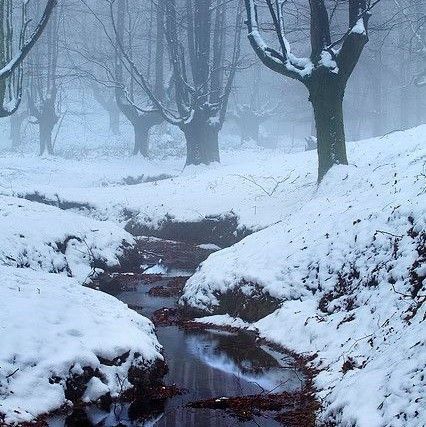 Blood On Snow, Winter Scenery, Winter Beauty, Winter Forest, Winter Wonder, Winter Aesthetic, Nature Aesthetic, Winter Landscape, Winter Scenes