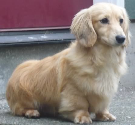 These dogs are what happen when two different breeds fall in love — and the result is absolutely delightful. Dachshund X Golden Retriever, Golden Retriever X Daschund, Golden Doxies, Golden Retriever Dachshund, Mini Golden Retriever, Cream Dachshund, Dachshund Breed, Dachshund Funny, Clever Dog