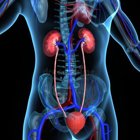 Kidneys. The kidneys are a pair of organs located in the back of the abdomen. Ea #Sponsored , #PAID, #ad, #kidneys, #abdomen, #Ea, #pair Teaching Procedures, Lower Abdominal Pain, Kidney Pain, Strep Throat, Magnetic Resonance Imaging, Acute Care, Primary Care Physician, School Nurse, Autoimmune Disorder