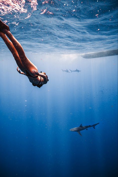 Swimming With Sharks, Respect The Locals, Save The Sharks, Shark Swimming, Shark Diving, Travel List, Ocean Life, Fall 2024, Instagram Foto