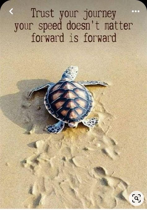 Turtle Quotes, Hug Quotes, Good Morning Funny Pictures, Good Morning Funny, Inspirational Quotes Pictures, Think Positive Quotes, Life Lesson Quotes, Live Show, Healing Quotes