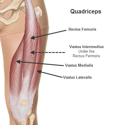 The four heads that make up the quadriceps femoris. Quadriceps Femoris, Quad Muscles, Hamstring Muscles, Workout Men, Tone Thighs, Quad Exercises, Human Body Anatomy, Leg Day Workouts, Muscle Relief