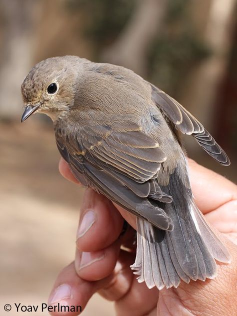 Dynamic Bird Photography, Bird Reference Photos For Artists, Reference Photos Animals, Bird Reference Photos, Birds Reference, Flycatcher Bird, Conservation Photography, Bird Reference, Sleepless Night