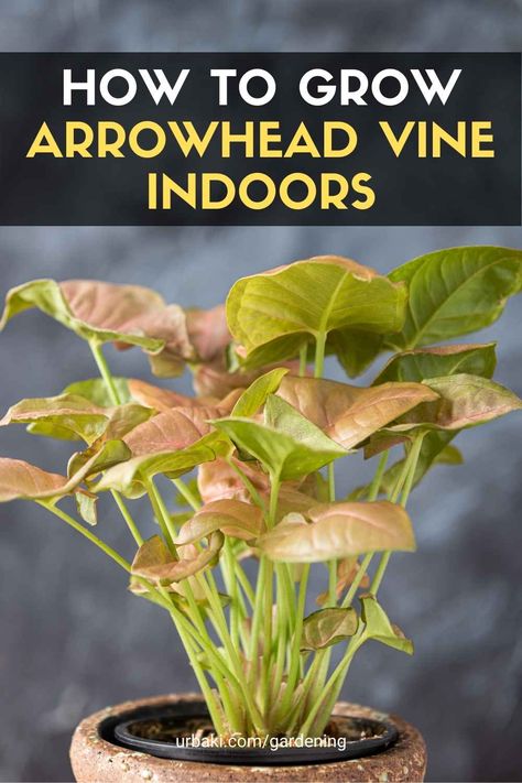 Arrow Root Plant, Arrow Leaf Plant, Arrowhead Vine Houseplant, Arrow Head Plants, Arrowhead Plant Care, Arrow Plant, Syngonium Plant, Arrowhead Vine, Plant Jungle