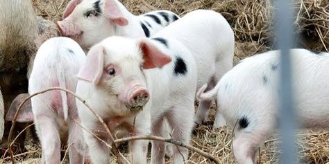 Piglet Pictures, Gloucestershire Old Spots, Hobby Farm, Hobby Farms, Farm Animal, Early 1900s, Pigs, Animal Photography, Farm Animals