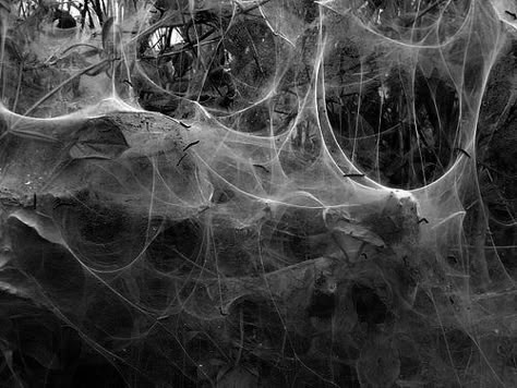 Cobweb Aesthetic, Corvina Clemm, Home For Peculiar Children, Black Inspiration, Spider Webs, Season Of The Witch, Instagram Feed Ideas, Aesthetic Dark, Grunge Goth