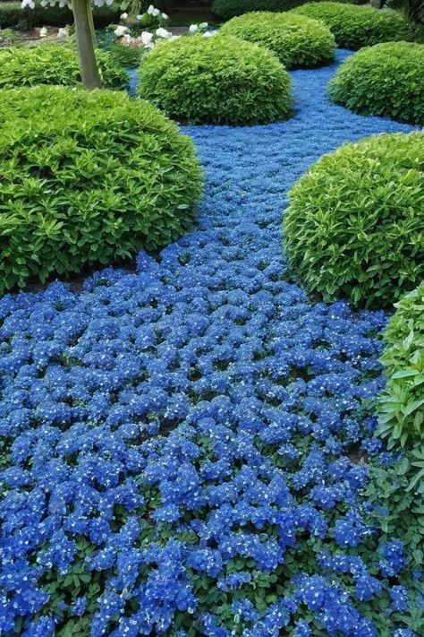 10 Ground Cover Plants With Blue Flowers Ground Cover For Slopes, Carpet Of Stars Ground Cover, Low Growing Ground Cover Sun, Ground Covers You Can Walk On, Ground Cover With Blue Flowers, Mazus Ground Cover, Garden Floor, Ground Cover Plants, Flower Spike