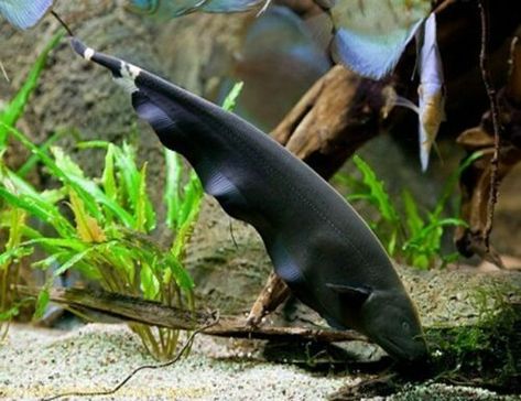 Black Ghost Knife Fish, Fish Keeping, Tropical Fish Aquarium, Tropical Freshwater Fish, Aquatic Garden, Black Ghost, Pond Fish, Tropical Aquarium, Aquarium Ideas